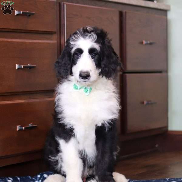 Holden, Sheepadoodle Puppy